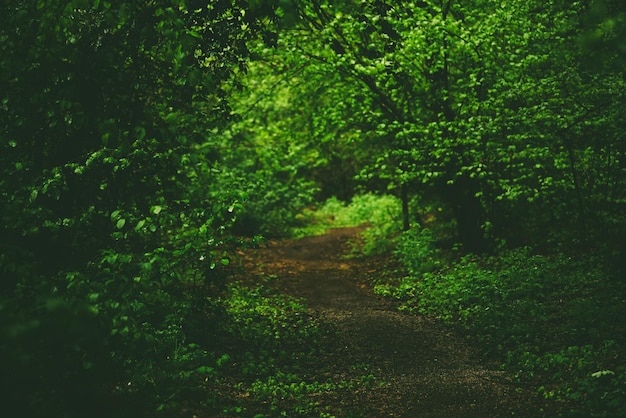 Bosque de mal humor oscuro