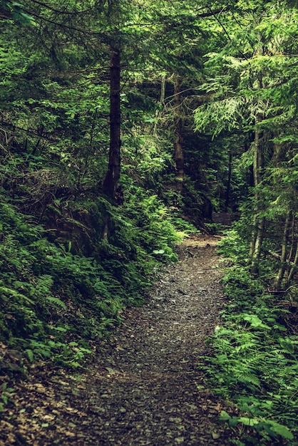 Bosque de mal humor oscuro