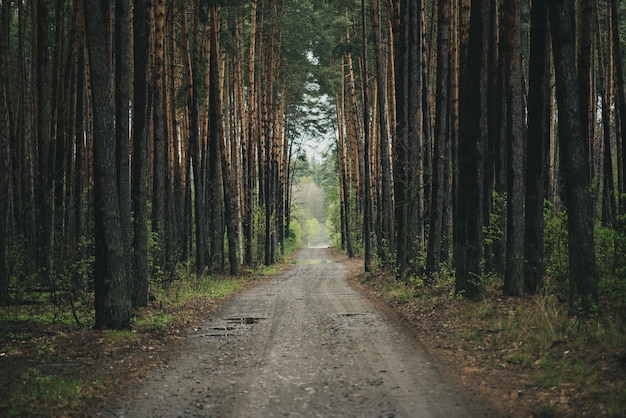 Bosque de mal humor oscuro