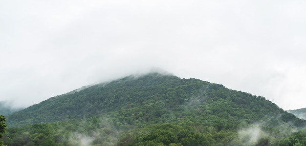 Bosque de la mañana helada