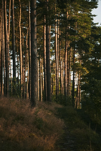 Bosque en la mañana Hierba y pinos en el bosque iluminado por el sol naciente en verano