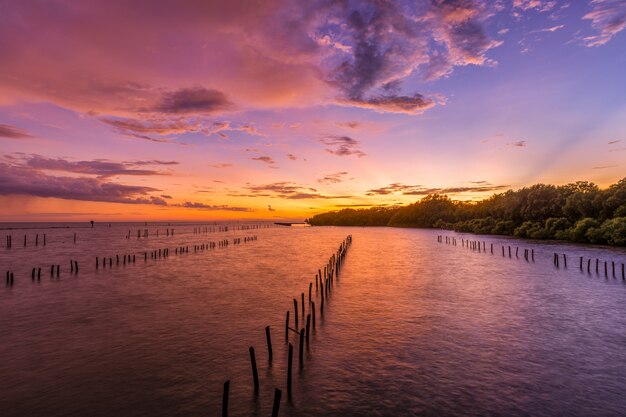 Bosque de manglar al atardecer.