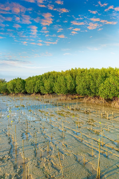 Bosque de manglar Hermoso cielo azul y bosque de manglar tropical Tailandia Bosque de manglar azul