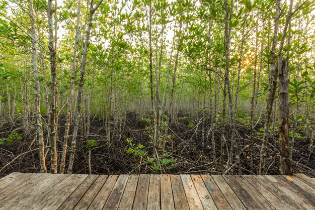 Bosque de manglar y la luz de la mañana.