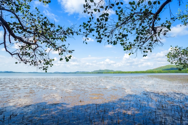 El bosque de manglar y el mar el horizonte.