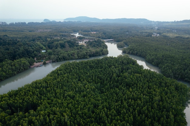 Bosque de manglares de alto ángulo y agua de canal.