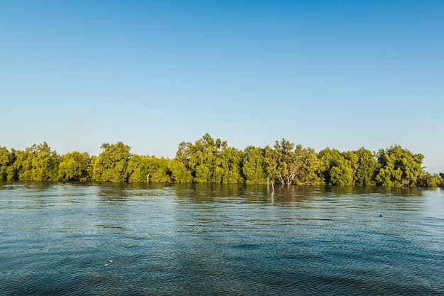 Bosque de manglares en el golfo de Tailandia