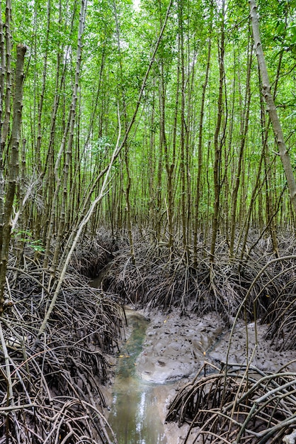 Bosque de manglares en la Reserva Natural y Forest Klaeng en Prasae, provincia de Rayong, Tailandia