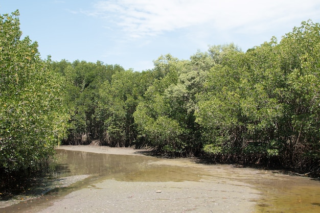 Bosque de manglares en Tailandia