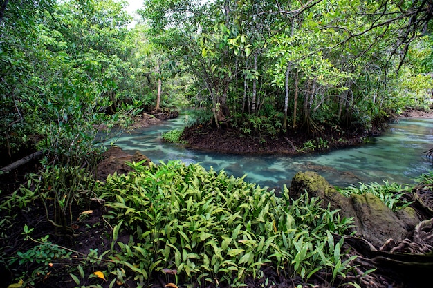 Bosque de manglares en Tailandia