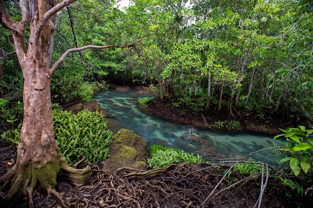 Bosque de manglares en Tailandia