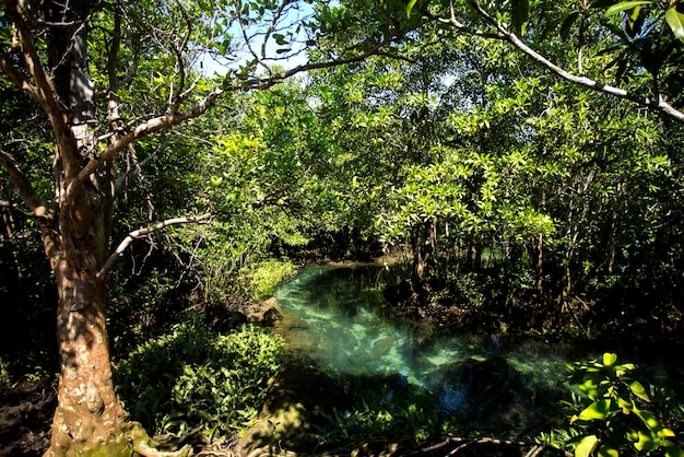 El bosque de manglares de Tha Pom en la provincia de Krabi en Tailandia