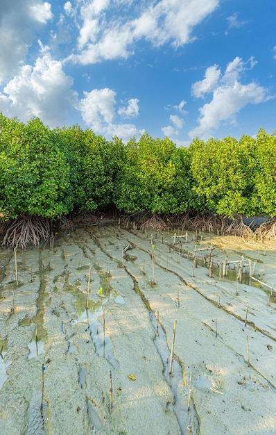 bosque de manglaresBosque de manglares selva tropical tópica para el diseño de fondo Tailandia