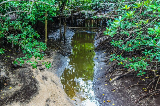 Bosque de mangle