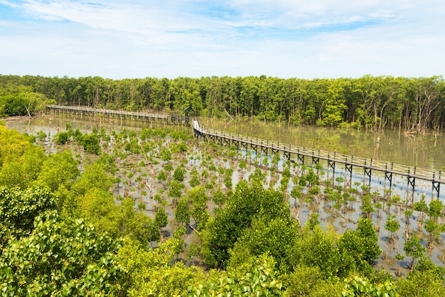 bosque de mangle