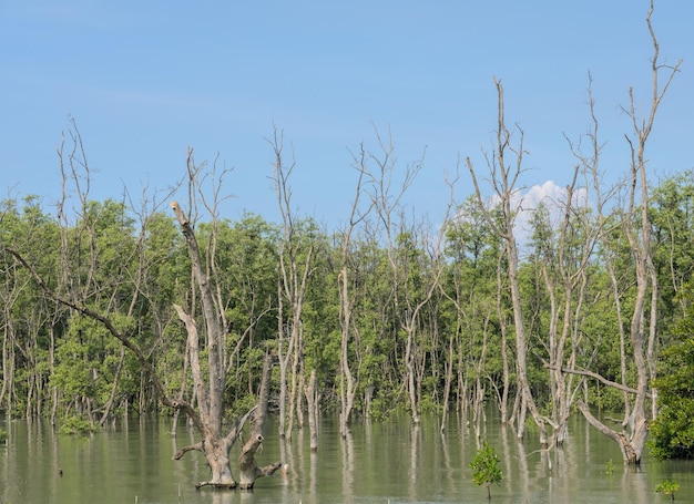 Bosque de mangle