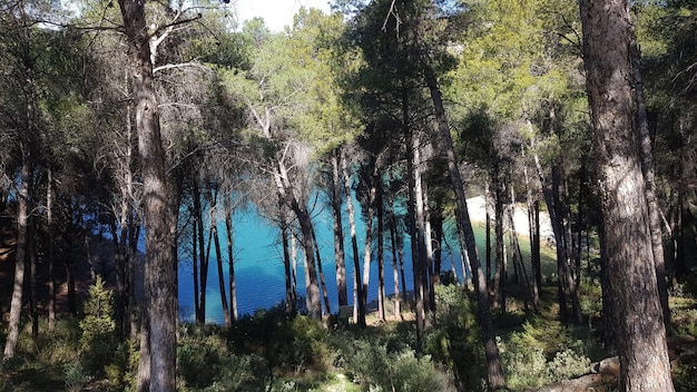 Bosque mediterráneo con un lago al fondo