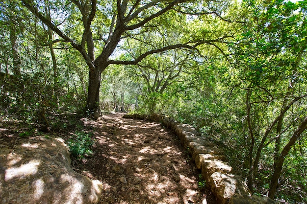 Bosque mediterráneo en Menorca con robles.