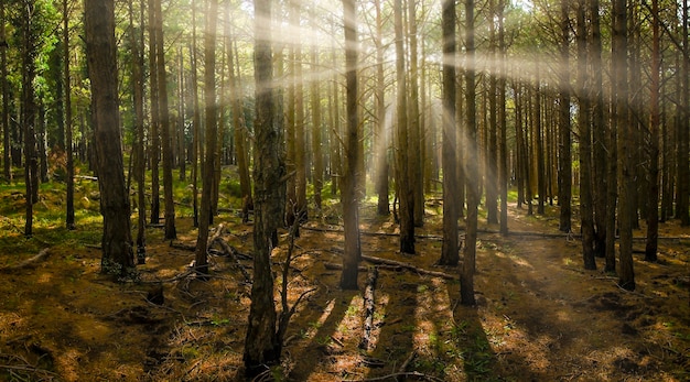 bosque mediterraneo