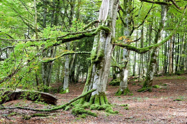 Bosque misterioso lleno de enormes árboles