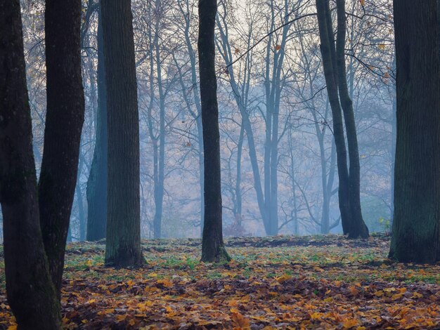 Bosque místico brumoso. Hermoso paisaje otoñal de niebla con árboles en un bosque