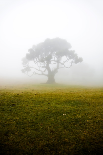 Bosque místico Fanal laurisilva en la isla de Madeira, Portugal