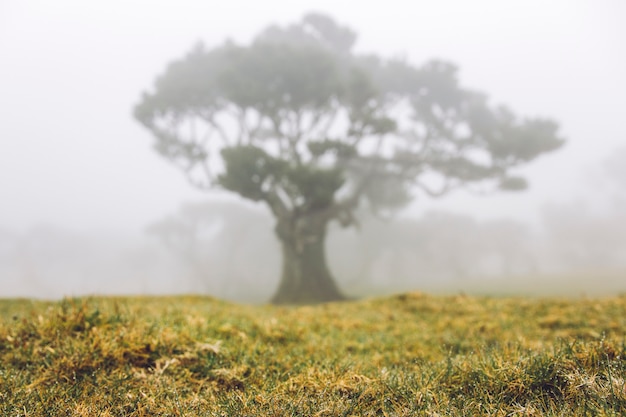 Bosque místico Fanal laurisilva en la isla de Madeira, Portugal