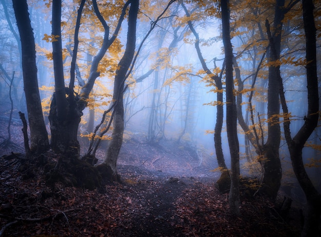 Bosque místico en niebla azul en otoño Bosque oscuro Paisaje colorido con árboles encantados con hojas de naranja Paisaje con camino en bosque de niebla de ensueño Colores de otoño en octubre Fondo de naturaleza