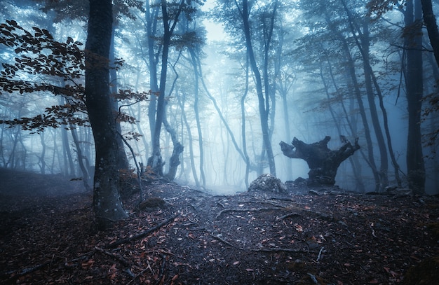 Bosque místico oscuro del otoño con el rastro en niebla azul. Ajardine con los árboles encantados con las hojas anaranjadas en las ramas.