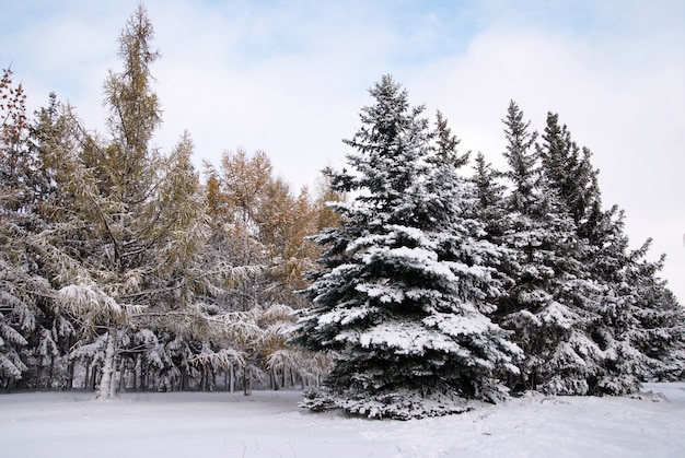 Bosque mixto en la nieve del invierno