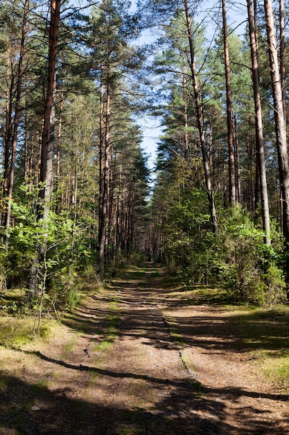 Bosque mixto en la temporada de otoño durante la caída de las hojas, el follaje cambia de color en los árboles y comienza a caer, hermosa naturaleza, paisaje y una carretera para automóviles.