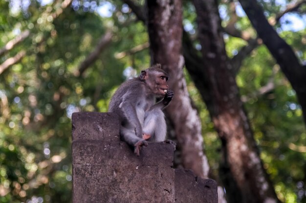 Bosque de monos en la ciudad de Ubud en la isla de Bali, Indonesia