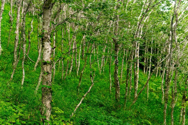 Bosque de montaña con abedules torcidos en la costa del Pacífico Sakhalin