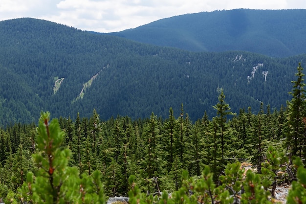 un bosque con una montaña al fondo y una montaña en el fondo