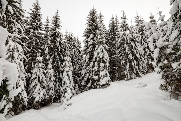 Bosque de montaña con altos abetos cubiertos de nieve