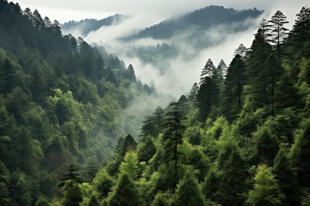 un bosque de montaña con árboles altos, niebla y niebla, fondo sombrío generado por IA