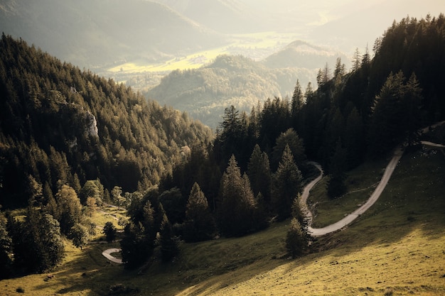 Bosque de montaña bajo un cielo azul y nubes blancas