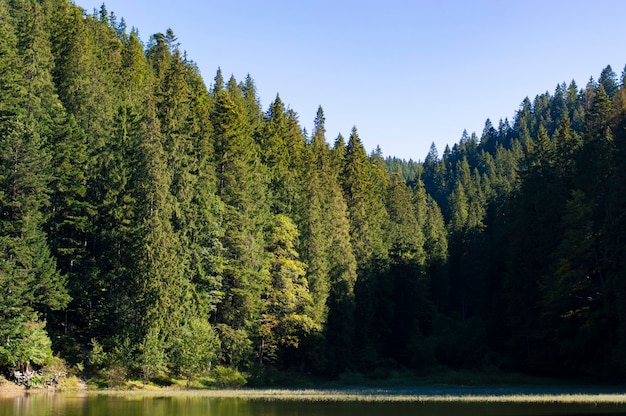 Bosque de montaña contra el cielo