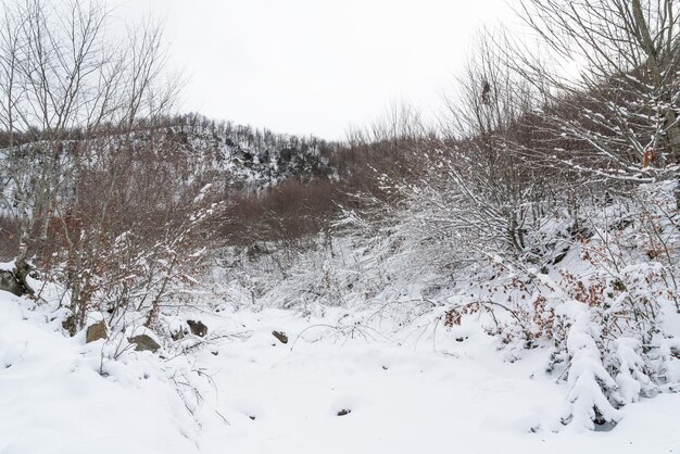 Bosque de montaña cubierto de nieve profunda