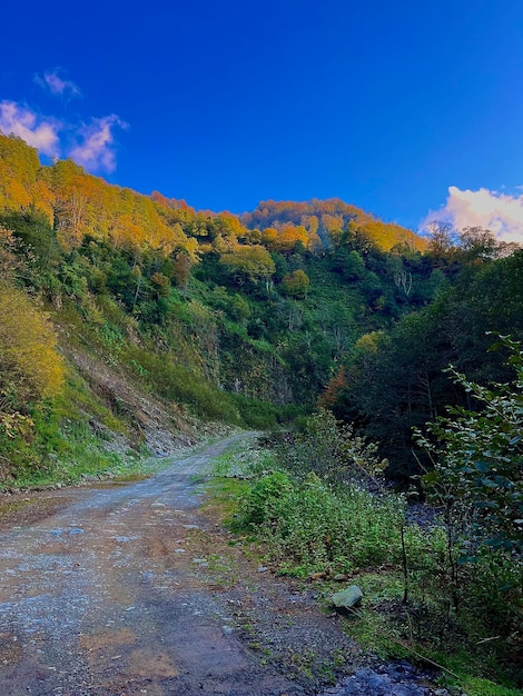 Bosque de montaña en un día soleado