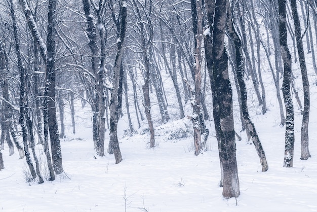 Bosque de montaña de invierno, árboles desnudos cubiertos de nieve