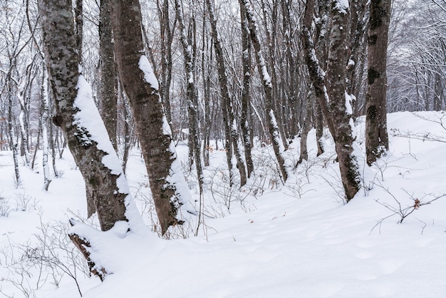 Bosque de montaña de invierno, árboles desnudos cubiertos de nieve