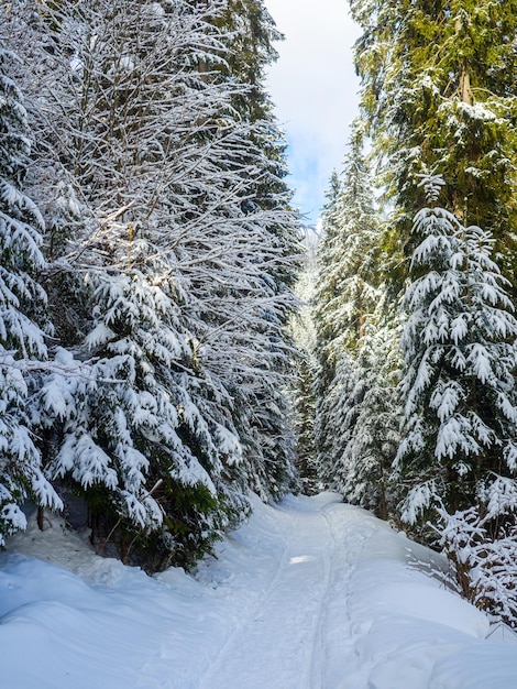 Bosque de montaña en invierno