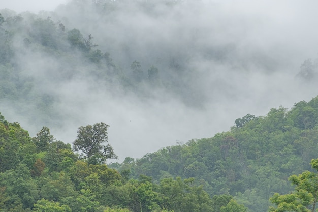 Foto bosque de montaña en la niebla después de la lluvia