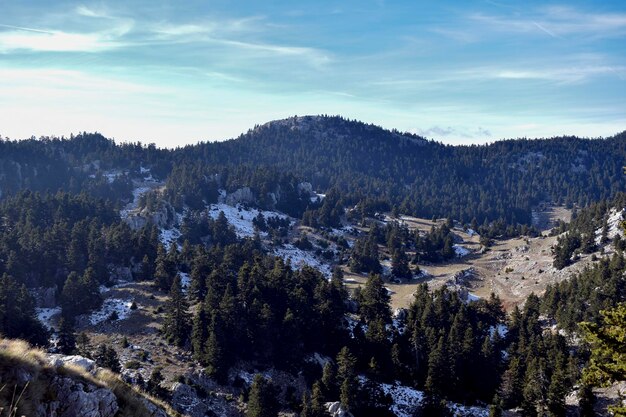 Bosque de montaña en la nieve