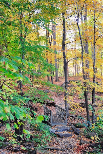 Bosque de la montaña del oso