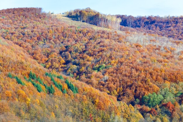 Bosque de montaña de otoño colorido soleado (en la ladera de la montaña)