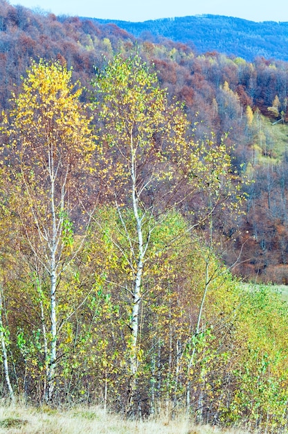 Bosque de montaña de otoño soleado y abedules en la ladera de la montaña.