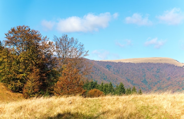 Bosque de montaña de otoño soleado (en la ladera de la montaña). (Cárpatos, Ucrania).