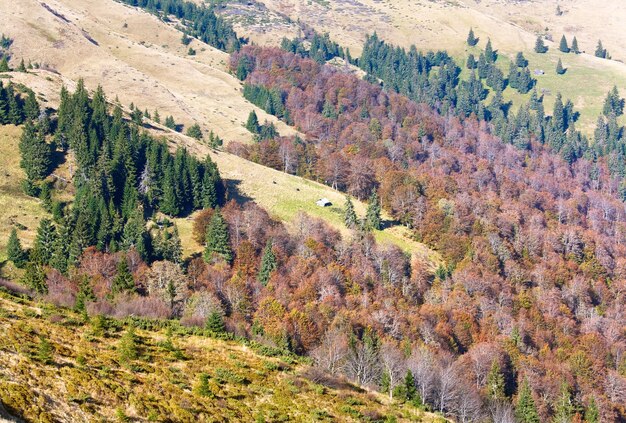 Bosque de montaña de otoño soleado en la ladera de la montaña (Cárpatos, Ucrania)